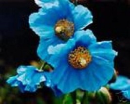 FG 35 + Himilayan Azul Amapola Semillas de Flor/Flores Perennes - $14.81