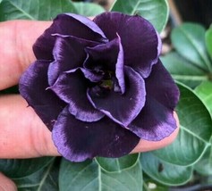 4 Dark Purple Desert Rose Seeds Adenium Obesum Flower Exotic Seed Flowers - £7.78 GBP