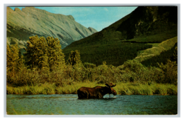 A Bull Moose in the Canadian Rockies in a River Postcard Unposted - £3.84 GBP
