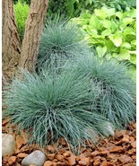 Elijah Blue Fescue Grass Festuca Live Plalnt Quart Pot - $33.99