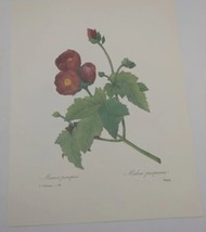 P J Redoute Beautiful Flowers Mallow Botanical Art Print Book Plate 78 - £9.68 GBP