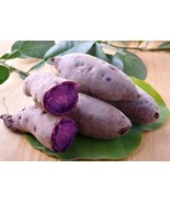 100 Seeds Purple Yam Purple Ginseng Long Taro Cylindrical Roots - $317.96 MXN