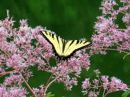 Shipped From Us 2800 Spotted Joe Pye Weed Seeds, ZG09 - $23.16