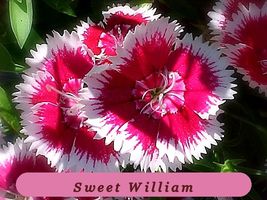 1333 Seeds Vibrant Colors Sweet William Biennialperennial - $39.84 MXN