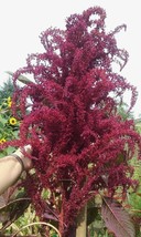 Purple Fountain Giant Amaranth 50 Seeds Heirloom 8 Ft Tall Fresh Garden Usa Sell - $10.80