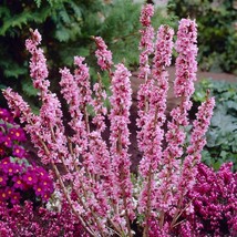 Daphne Mezereum February Daphne Shrub Seeds Fresh USA Fast Shipping - $14.98