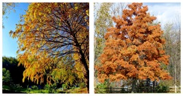 12-24&quot; Tall Seedlings - Live Plants - 5 Bald Cypress Trees - Taxodium di... - £67.05 GBP