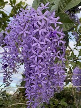 Petrea volubilis Queens Wreath Vine Sandpaper Vine - Seeds 20 per pack - $328.02 MXN