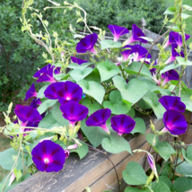 Grandpa Ott Morning Glory Seeds 100 Seeds  - $11.11