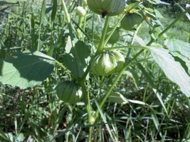 (Toma Verde) Tomatillo Seeds 50 Seeds 75 Days Tomato Seeds Garden USA - $10.00