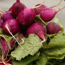 Purple Plum Radish Seeds 200 Ct Vegetable Garden Fresh Garden - $3.98