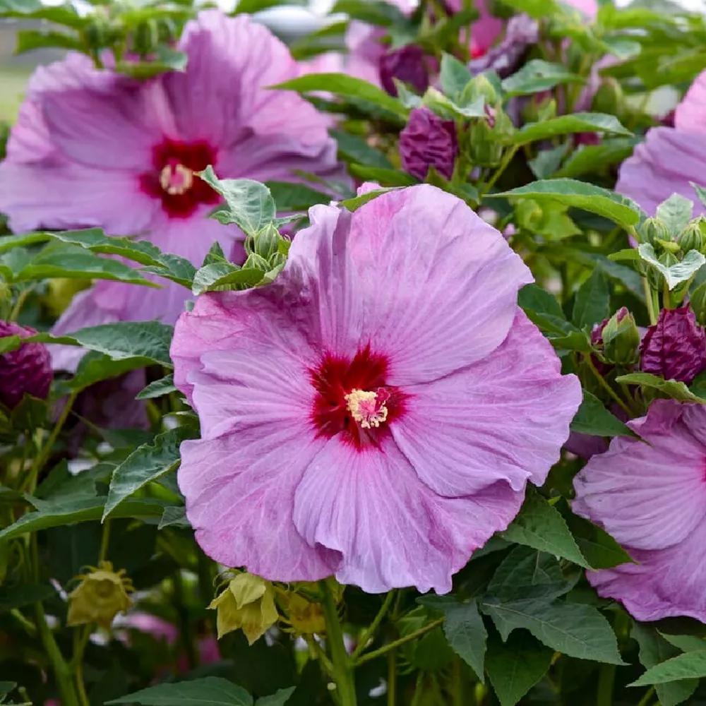 Bush Hibiscus Lilac Crush Potted Plant - £27.18 GBP