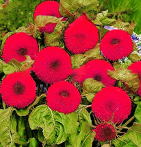 20Seeds Thail Import Fiery Teddy Bear Sunflower Flower Seeds Gardening USA SELLE - $6.32