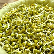 USA SELLER New 200 Mung Bean Seeds Organic Asian Adzuki Igna Radiata Golden Gram - £10.47 GBP