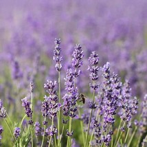 New Lavender English True Lavender Lavender Common Lavender Narrow Leaved Lavend - $9.90