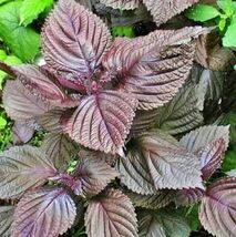 Fresh Purple Shiso Seeds 100+ Perilla Asian Mint Cuisine  - $4.00