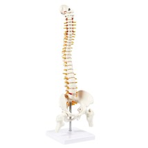 45cm Tall Human Vertebral Column Anatomy Spine Model for Chiropractor  O... - £61.91 GBP