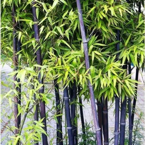 Black Bamboo 50 Seeds Fast Shipping - £6.84 GBP