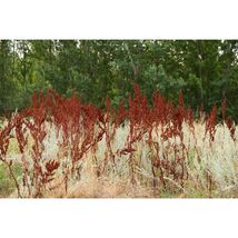 Pure Herbs: Yellow Dock - 4 oz. (Natural Herbal Extracts) image 2