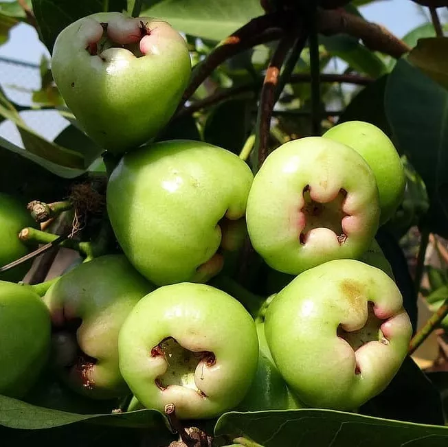 FRUIT TREE: GREEN WAX APPLE / JAMBU LIVE PLANT (12”-24”) - £53.87 GBP