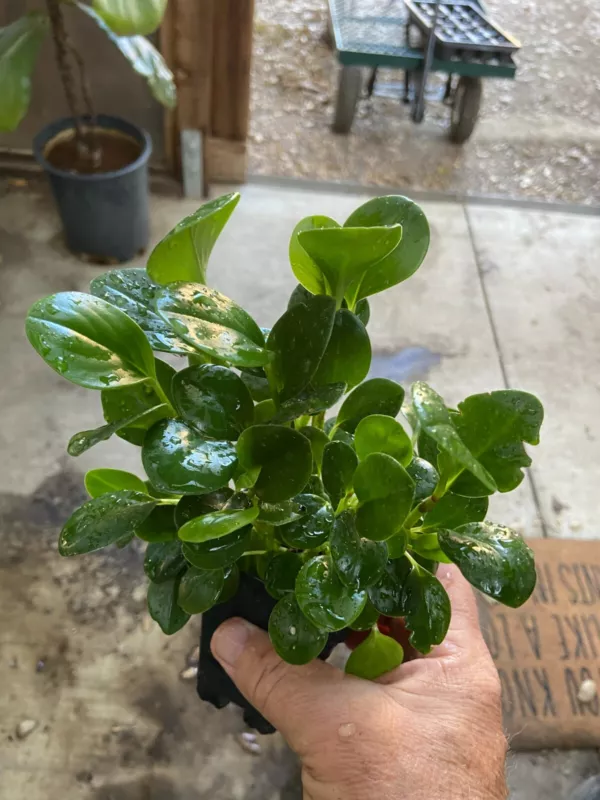 G_S Peperomia Obtusifolia &#39;Baby Rubber Plant&#39; - $21.65