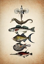Decor Poster.Home interior design.Room wall print.Variety of fish.Seahorse.6851 - £13.99 GBP+