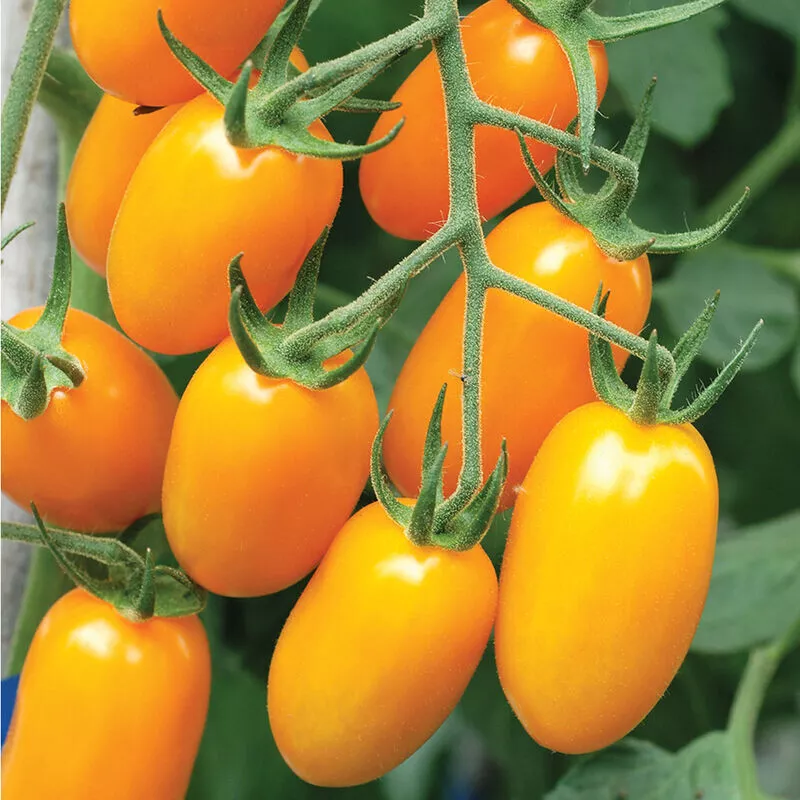 SGH 50 Seeds Nova Tomato Tomatoe Vegetable Garden Edible Planting Seeds - £6.73 GBP