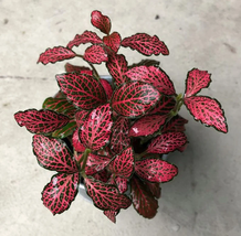 Live in Pot Ruby Red Fittonia Plant House Plant Low Light Indoor Plants - $52.99
