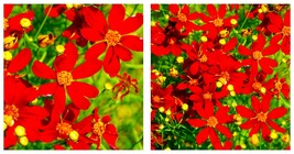 2000 Seeds Coreopsis Red Dwarf Coreopsis Tinctoria Flower Garden - £19.97 GBP