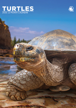 Turtles Calendar 2026 - £12.78 GBP