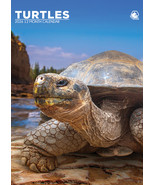 Turtles Calendar 2026 - $27.39 CAD