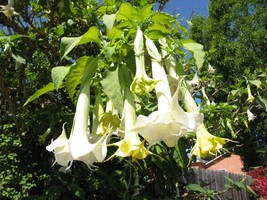 Brugmansia Suaveolens White Angels Trumpet Seeds Fresh Seeds Fast Shipping - $15.98