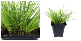 Golden Dwarf Sweet Flag Plant - Acorus - Terrarium/Fairy Garden - 2.5&quot; Pot - C2 - £31.32 GBP