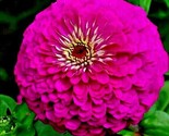 300 Seeds Purple Zinnia Seeds Summer Garden Flowering Annual Big Cut Flo... - £7.22 GBP