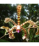 US Seller Scorpion Orchid In 4 Inch Pot Arachnis Aranda Orchid Fresh Garden - $52.00