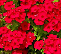 USA SELLER 100 Red Scarlet Phlox Drummondii Flower Seeds Fresh New - £8.35 GBP