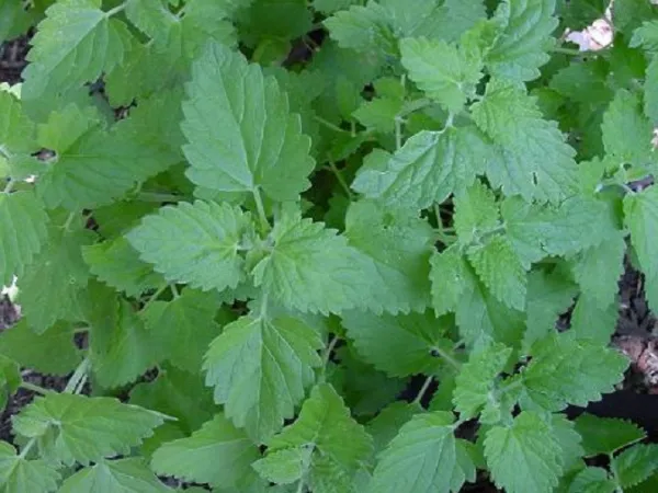 1000 Catnip Seeds Common Catnip Seeds Herb Seeds - £9.02 GBP