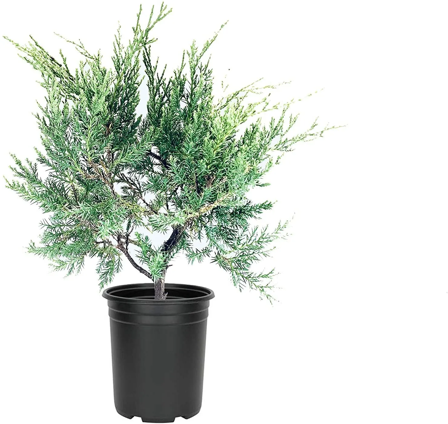 Blue Pfitzer Juniper Live 4nch Plants Juniperus Chinensis Groundcover - $33.89