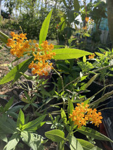 Yellow Milkweed 1 Plant 6&quot; tall No ship to CA - $8.91
