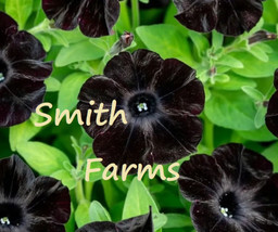 50 Seeds Black Petunia Flowers Lots of Big Blooms Planting Garden - £5.15 GBP