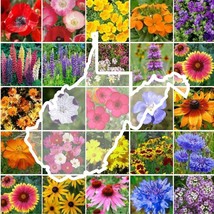 Wildflower West Virginia State Mix Perennial &amp;Annual 25 Types NON GMO 1000 Seeds - £5.80 GBP