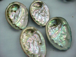 Decorative collectible 4 abalone sea shells pink green lavender color 2-3&quot;L - £5.52 GBP