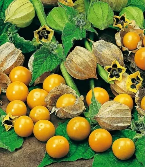 Pineapple Tomatillo Seeds For Planting (50 Seeds) Easy To Grow Heirloom ... - $20.18