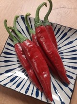 Szegedi Spice Paprika - Chili - Sweet - 5+ seeds - ORIGINAL HUNGARIAN! -... - £2.34 GBP