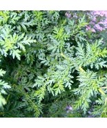 100+ Artemisia &quot;&quot;Sweet Annie&quot;&quot; Flower Seeds Sweet Aromatic Perennial - £7.73 GBP