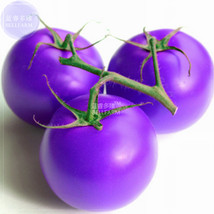 Tomato Giant Purple Fruit Seeds 100 Seeds Tasty Salad Vegetable Fruits G... - $10.89