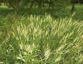 BOTTLEBRUSH GRASS SEEDS Hystrix patula 200 Seeds for Planting - Ornament... - $17.00