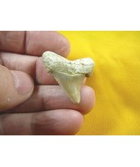 (s217-i) 1-3/8&quot; Fossil ANGUSTIDENS Shark Tooth Teeth pendant JEWELRY spe... - €24,72 EUR