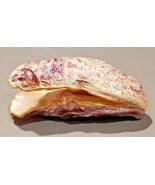 NATURAL ADRIATIC SEA SHELL UNIQUE HAND ENCHANCED ONE OF THE KIND GREAT G... - $114.25 CAD