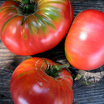 Ship From Us Brandymaster Pink Tomato Vegetable Seeds ~50 Seeds - Hybrid F1 TM11 - £14.81 GBP